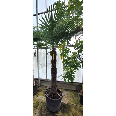 Trachycarpus fortunei (Regular 70 litre 175-200 cm Specimen)